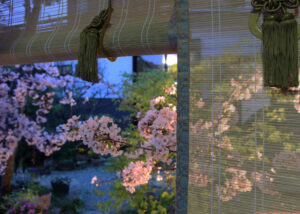 Sakura Silhouettes: The Art of BambooTexture
