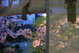 Sakura Silhouettes: The Art of BambooTexture