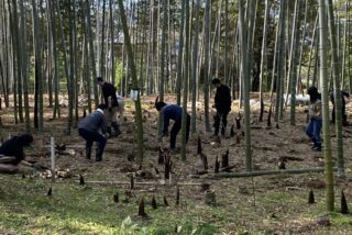 Connecting with Our Roots: A Day of Bamboo Forest Stewardship and Sustainable Harvesting